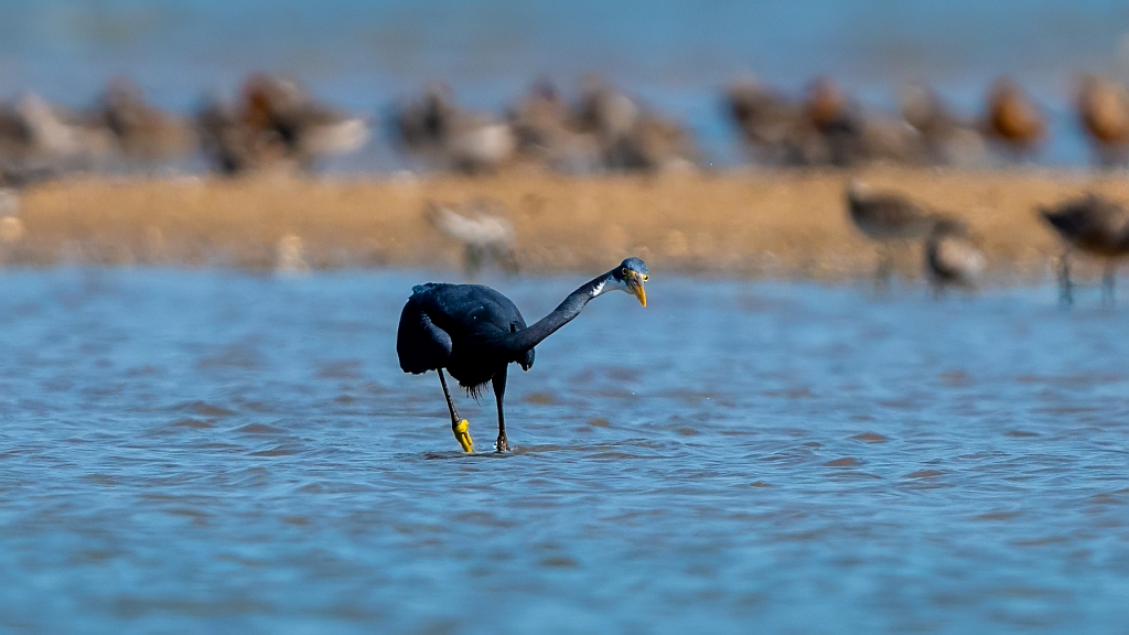 Western Reef Egret